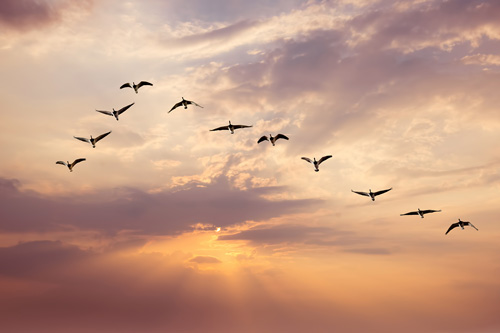 Envol d'oies sauvages pour illustrer le coaching professionnel et l'accompagnement des organisations